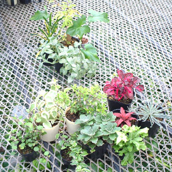 �A�����O���[�v��������