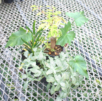 �����Ɏア�A�����ǂ�����Ď�邩�H