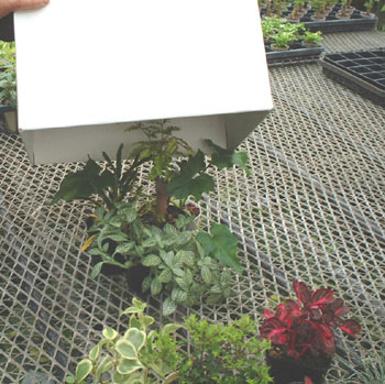 �i�{�[���������Ԃ���