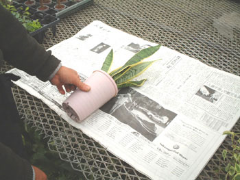 �V�����̏�ɒu��