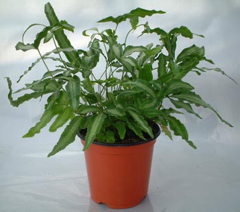 プテリス クレティカ メイ 250円 かわいいミニ観葉植物 生産者販売なので安価で新鮮 育て方
