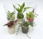 �������̃v�`�M�t�g�@�ϗt�A��