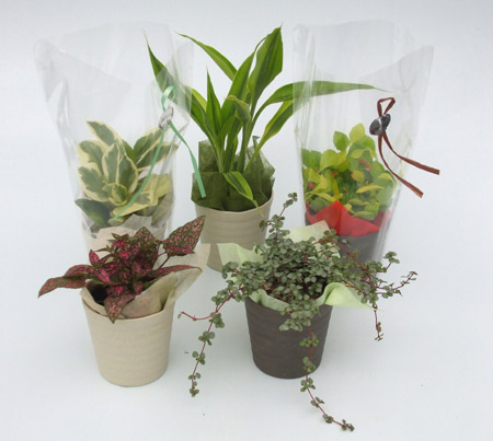 �ϗt�A���̃~�j�v�`�M�t�g