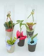 �������̃v�`�M�t�g�@�ϗt�A��