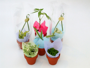 �ϗt�A���̃~�j�v�`�M�t�g