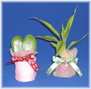 ��������񎟉�̃v�`�M�t�g�@�ȎD�ɂ��킢���ϗt�A��