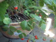 �J�^�O�b�Y