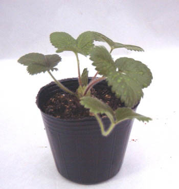 ���C���h�X�g���x���[