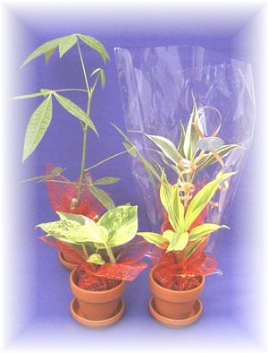 �������̃v�`�M�t�g�E�ȎD