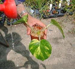 よく分かる園芸作業 観葉植物の挿し木 水苔挿し編 名田植物園